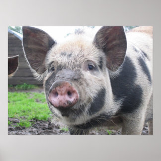 Affiches Visage de porc