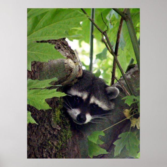 Affiches Visiteur (Devant)