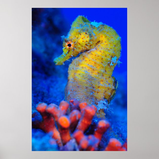Affiches Voie maritime | Hippocampus (Devant)