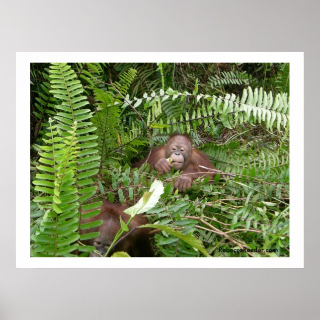 Affiches Voisins Nosy en Kalimantan Indonésie (Devant)