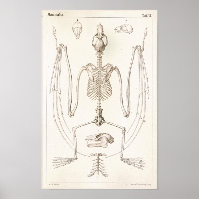 Affiches Volant Fox chauve squelette Anatomie vétérinaire I (Devant)
