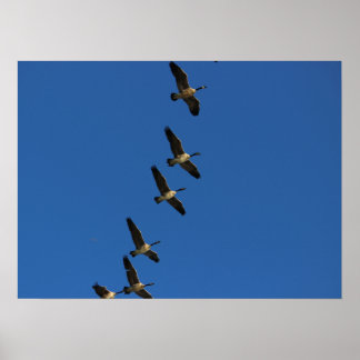 Affiches Voler