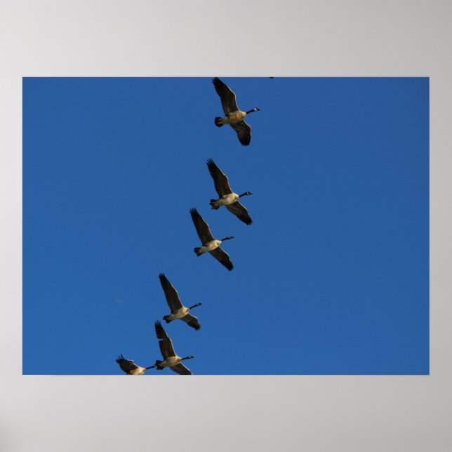 Affiches Voler (Devant)