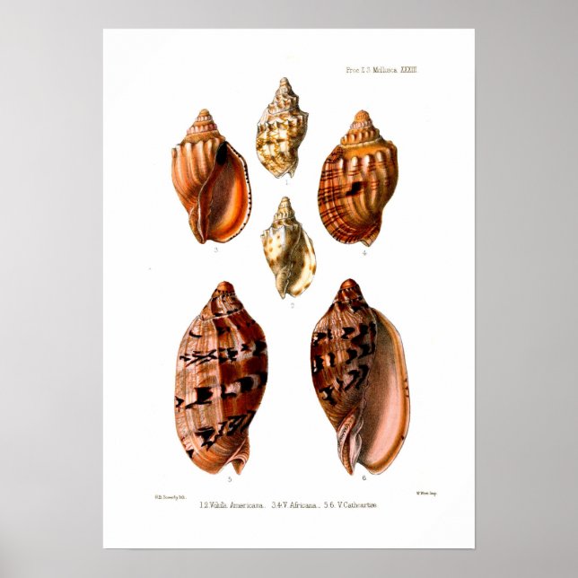 Affiches Voluta Shells (Devant)