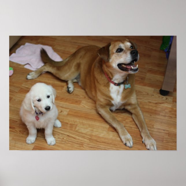 Affiches Vos bébés furr sur papier (Devant)