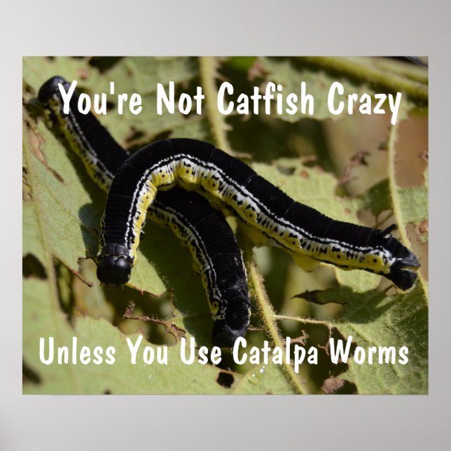 Affiches Vous n'êtes pas Catfish Crazy Catalpa Worms (Devant)