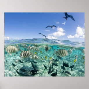 Affiches voyage safari dans un lagon mettant en vedette des