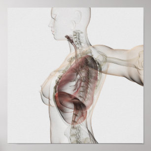 Affiches vue 3D de l'appareil respiratoire femelle 2