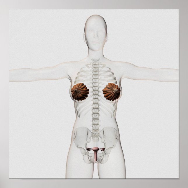 Affiches Vue 3D Du Système De Reproduction Féminin (Devant)