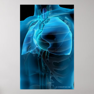 Affiches Vue à trois quarts du coeur et des poumons