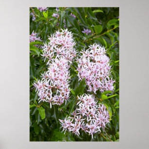 Affiches Vue Complète De Cape Chestnut