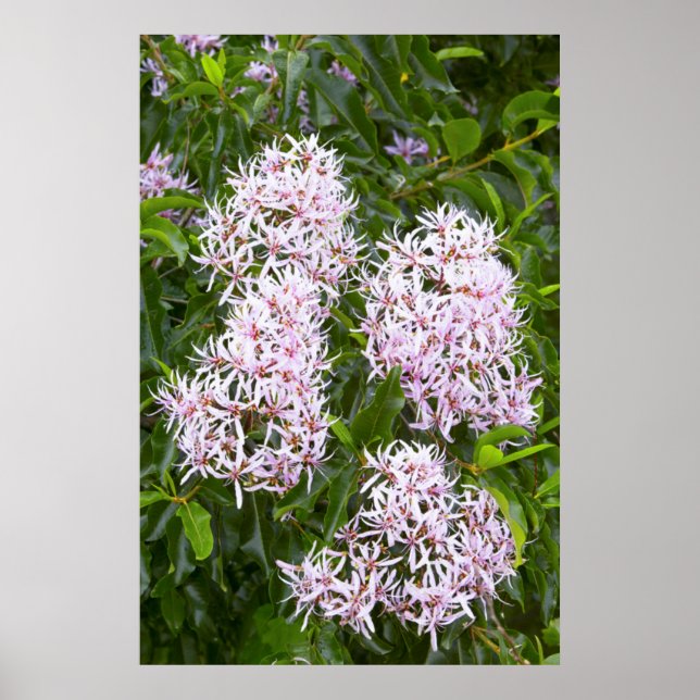 Affiches Vue Complète De Cape Chestnut (Devant)