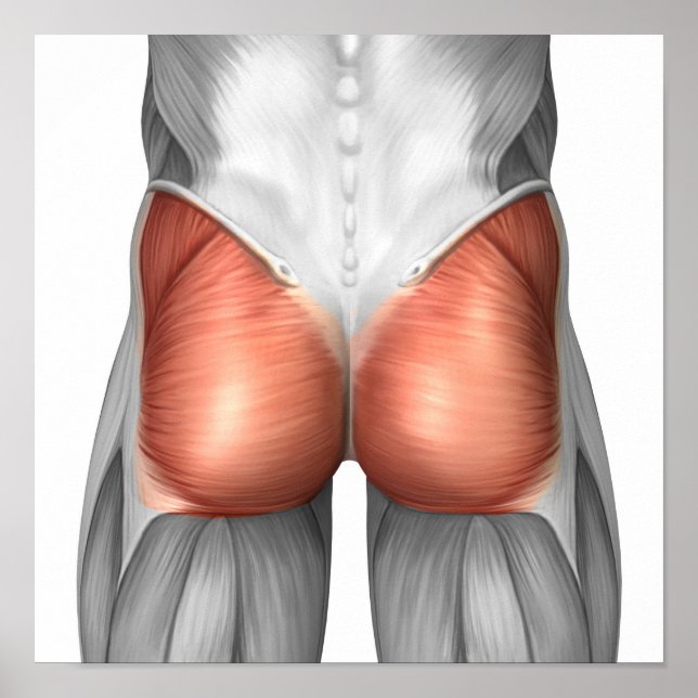 Affiches Vue Complète Des Muscles Gluteaux Humains (Devant)