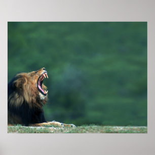 Affiches Vue d'un Lion (Panthera leo) ouvrant sa bouche