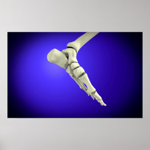 Affiches Vue En Rayon X Du Pied Humain 2