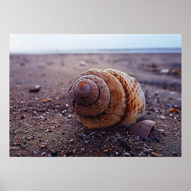 Affiches Vue Macro D'Une Coquille Spirale (Devant)