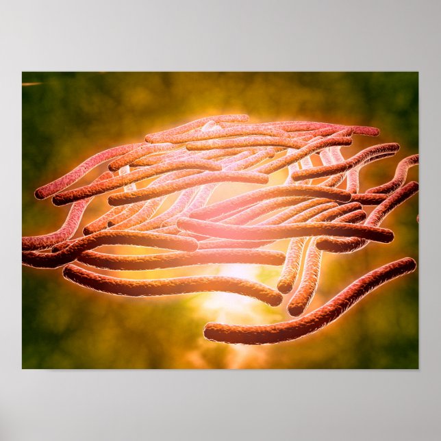 Affiches Vue Microscopique De Legionella Pneumophila 2 (Devant)