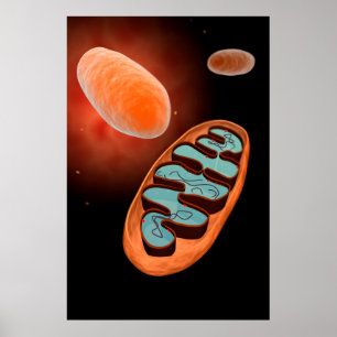 Affiches Vue Microscopique De Mitochondrie 1