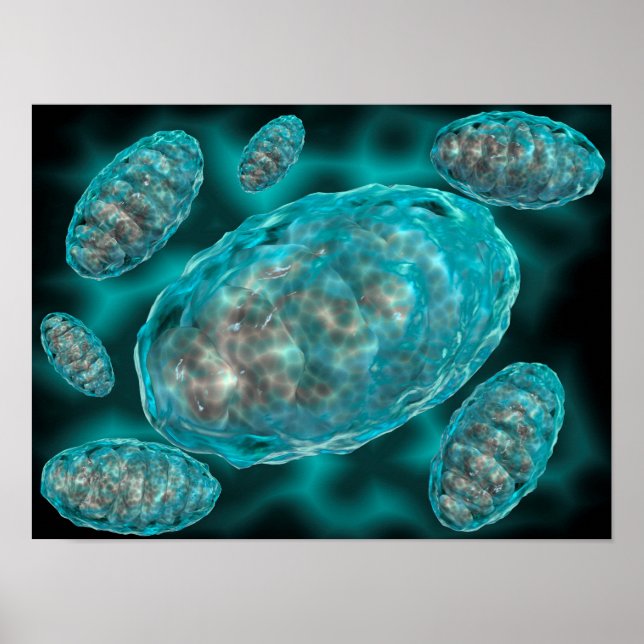 Affiches Vue Microscopique De Mitochondrie 2 (Devant)