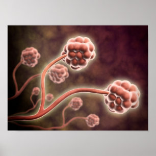 Affiches Vue Microscopique De Stachybotrys Chartarum