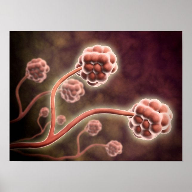 Affiches Vue Microscopique De Stachybotrys Chartarum (Devant)