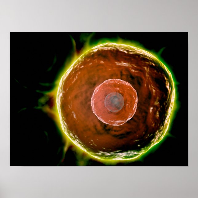 Affiches Vue Microscopique Des Cellules B Humaines 2 (Devant)