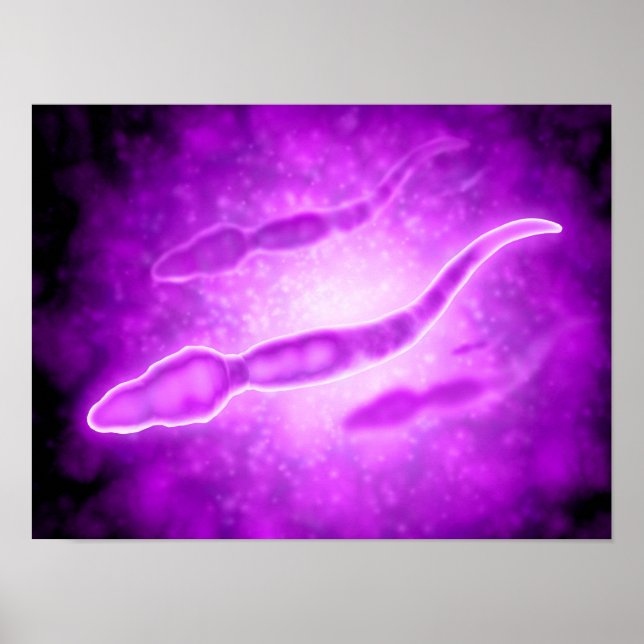 Affiches Vue Microscopique Des Cellules Sperm Masculines (Devant)