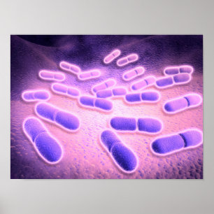 Affiches Vue microscopique des monocytogènes 2 de Listeria