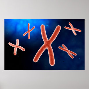 Affiches Vue Microscopique Du Chromosome 1