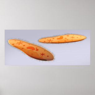 Affiches Vue Microscopique Du Paramètre 4