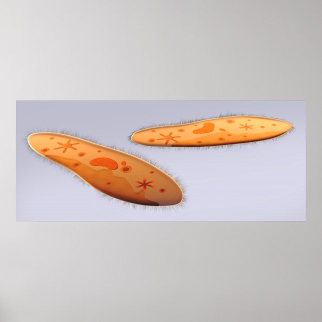 Affiches Vue Microscopique Du Paramètre 4 (Devant)