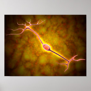 Affiches Vue Microscopique D'Un Neuron Bipolaire