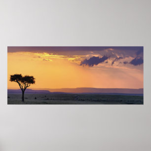 Affiches Vue panoramique d'un acacia isolé à