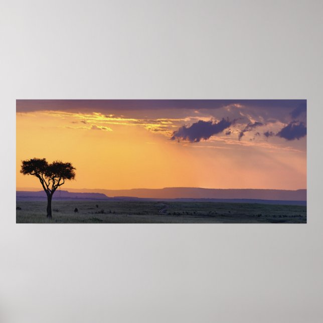 Affiches Vue panoramique d'un acacia isolé à (Devant)