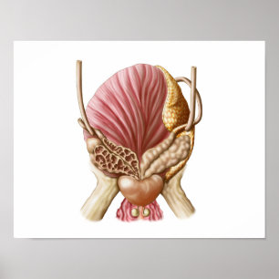 Affiches Vue postérieure de vessie urinaire