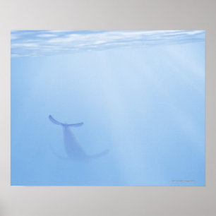 Affiches Vue sous-marine de baleine