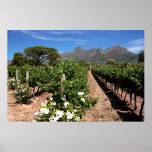 Affiches Vue Sur Les Vignobles. Stellenbosch