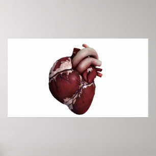 Affiches Vue tridimensionnelle de coeur humain, avant