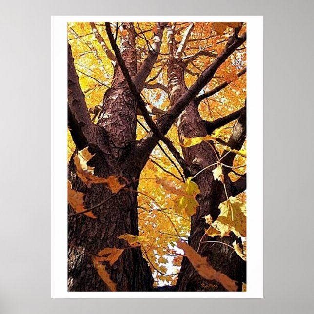 Affiches Vue Troncs d'arborescence (Devant)