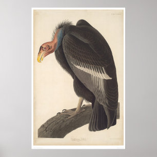 Affiches Vulture d'Audubon California (2609A)