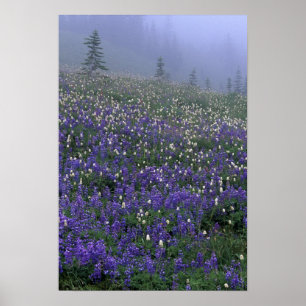 Affiches WA, Mont Rainier NP, prairie de Lupine et de Bisto