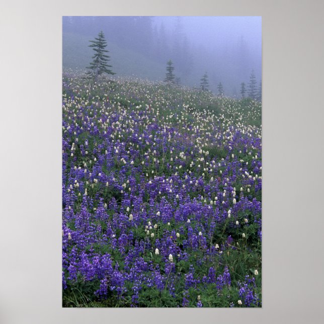 Affiches WA, Mont Rainier NP, prairie de Lupine et de Bisto (Devant)