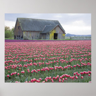 Affiches WA, Skagit Valley, Tulip Field et Barn