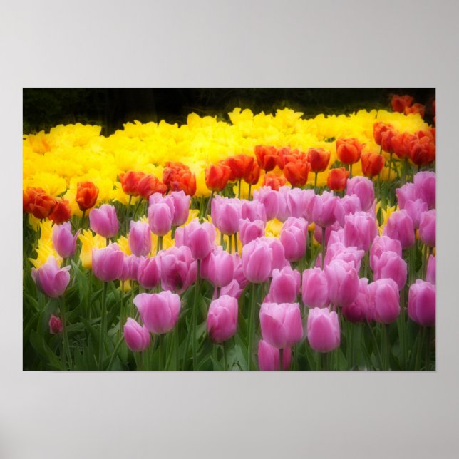 Affiches WA, Vallée de Skagit, Roozengaarde Tulip Garden, 2 (Devant)