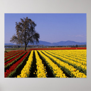 Affiches WA, Vallée de Skagit, Skagit Valley Tulip 2