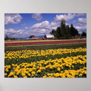 Affiches WA, Vallée de Skagit, Tulipe de la vallée de Skagi