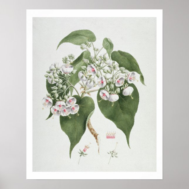 Affiches Walkuffa No.5 Dombeya torrida (w/c over graphite o (Devant)