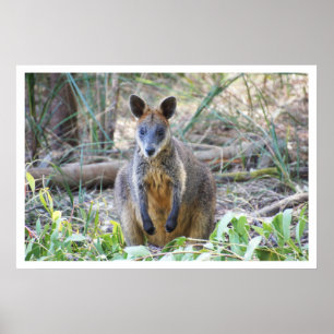 Affiches Wallaby dans les bois