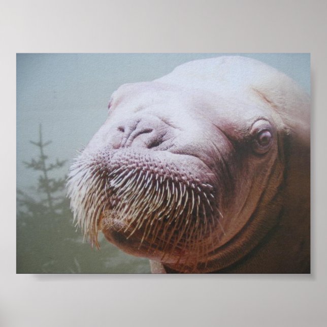 Affiches Walrus (Devant)