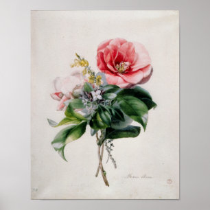 Affiches wamellia et balai